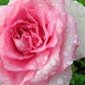 Róża  ''BEVERLY'' w deszczu...