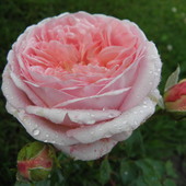 Róża  ,,Charles Au