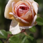 róża:)