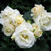 Róże Danusi-Gardenarium