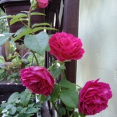 Róże - Wreście Sz