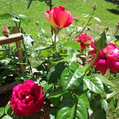 To mój najpiękniejszy krzaczek rózy:)