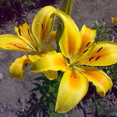 Żółte lilie mojej mamy