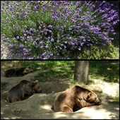WROCŁAWSKIE ZOO- śpiące niedźwiedzie