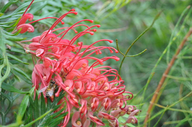 Australijskie Kwiaty