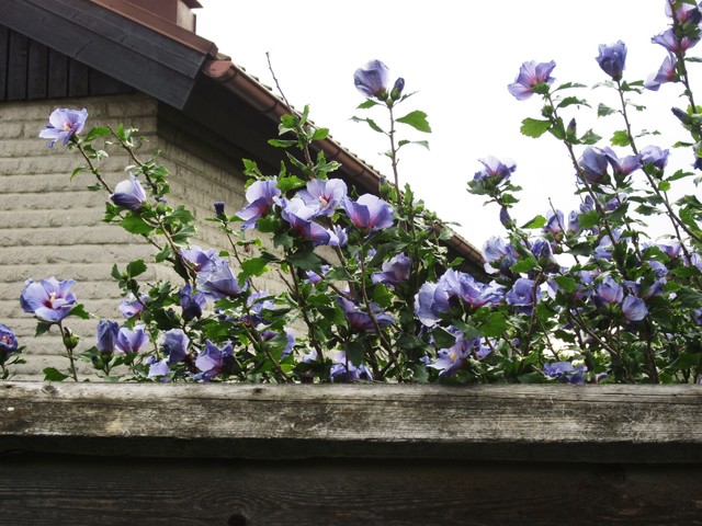Bardzo duzy, niebieski hibiskus u sasiada za plotem.