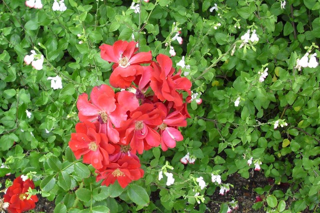 biale  paczki czerwone kwiaty