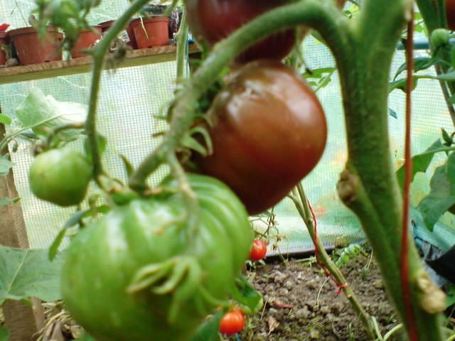 dojrzewają granatowe pomidory