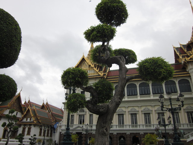 Drzewko bonsai w Bangkoku.