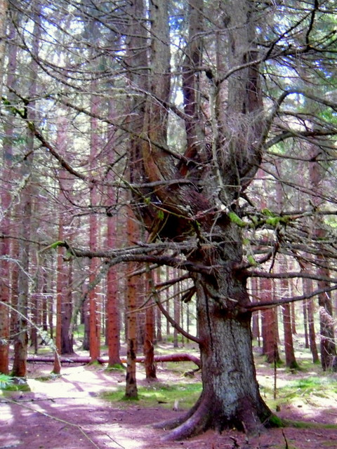 Drzewo w pobliżu kamiennych kręów