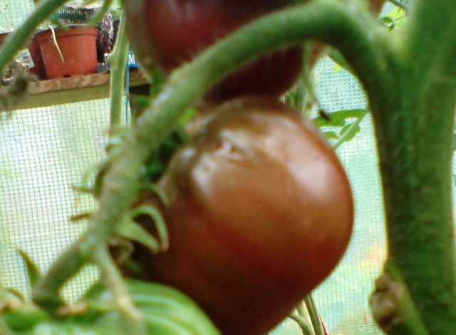 granatowy pomidor