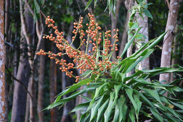 Jedna z roslinek w lesie tropikalnym
