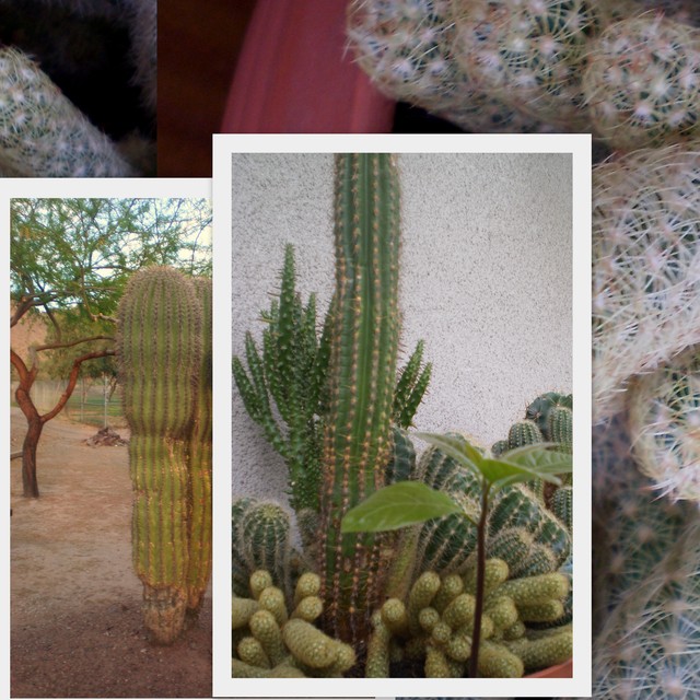 Kaktusy:)