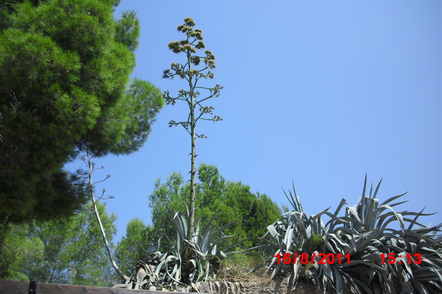 kwiat  agawy