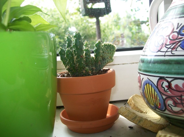 Mały kaktus