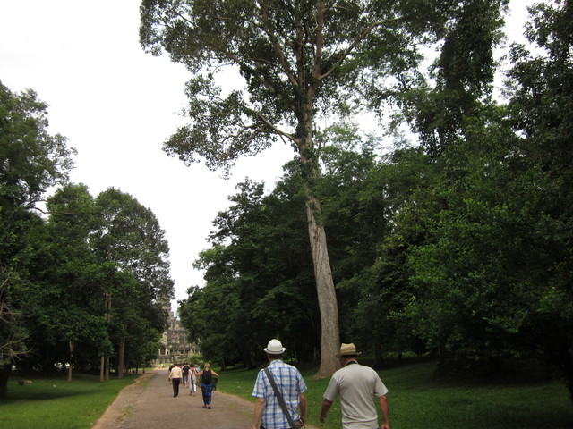 Ogromne drzewa kauczukowe w Kambodzy