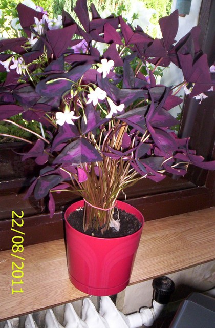 oxalis purpurowy