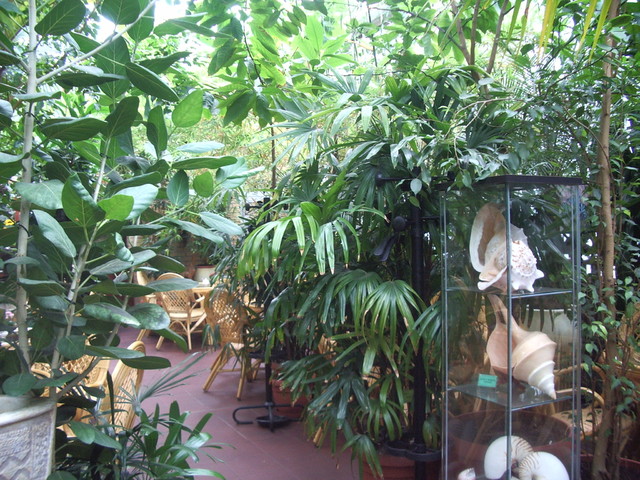 Piękne rośliny w kawiarni