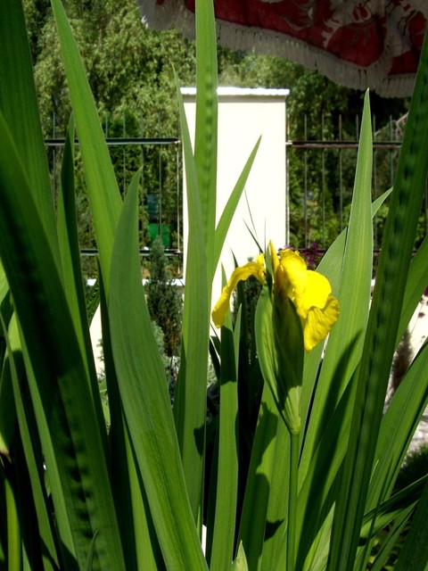 Kosaciec żółty, Irys (Iris pseudacorus)
