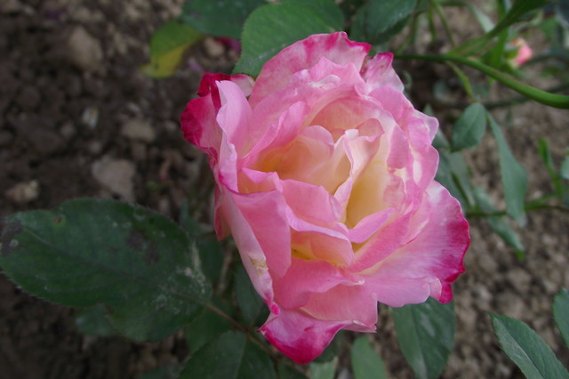 Róza bordowo-różowo-żółta.