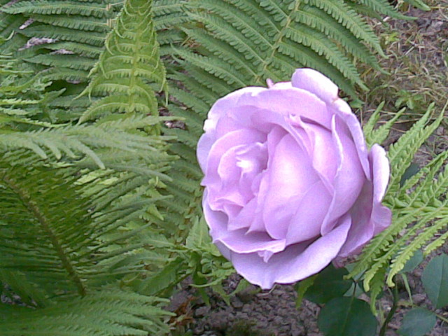 róża niebieska