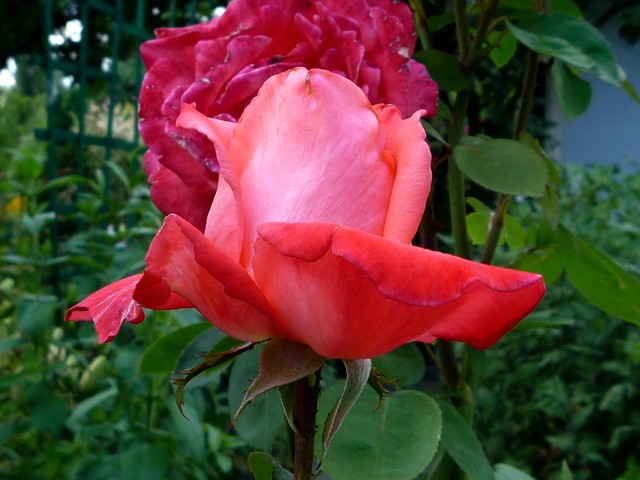 Róże c.d.