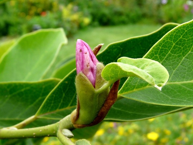 Sierpniowa magnolia