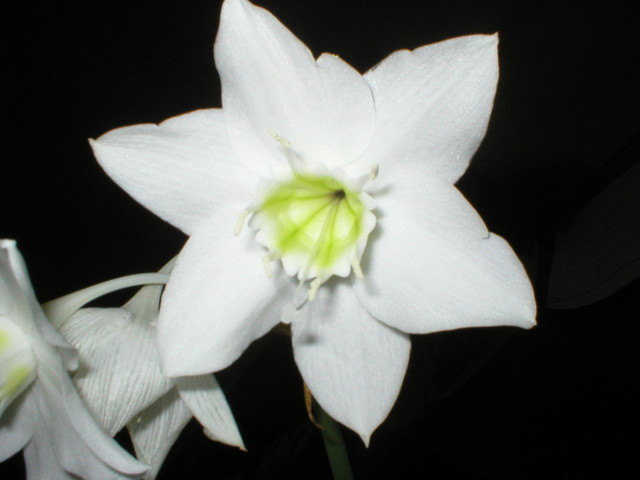 eucharis grandiflora
