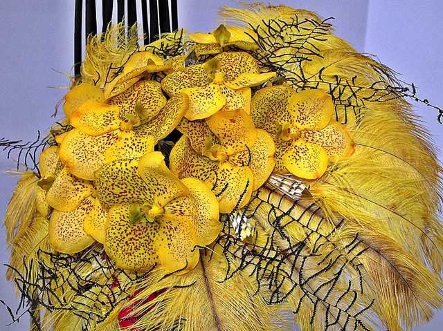 Żółte Wandy w żółtych piórach