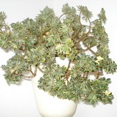 Aeonium Aichryson domesticum Variegata