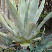 Aloes - Aloe