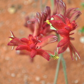 Austalijskie Kwiaty