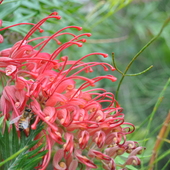 Australijskie Kwiaty