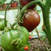 dojrzewają granatowe pomidory