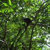 Drzewa namorzynowe z makakami.