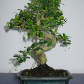 drzewko Bonsai