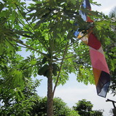 Drzewo papai z owocami.