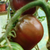 granatowy pomidor