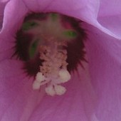 hibiskus rozowy