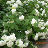 .Hortensja ogrodowa biała Hydrangea macrophylla 