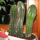 kaktusy...