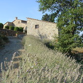 Lawenda w Castellina