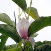 Magnolia w sierpniu.