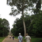 Ogromne drzewa kauczukowe w Kambodzy