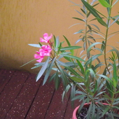 oleander nareszcie zakwitł