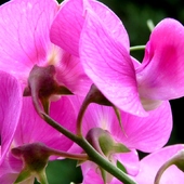 Orchidea?;)