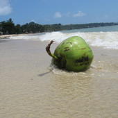 Orzech kokosowy, ktorego fale wyrzucily na brzeg