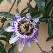 Passiflora1:)