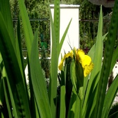 Kosaciec żółty, Irys (Iris pseudacorus)