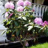 Rhododendron - Roseu